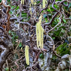 Corylus Avellana Contorta